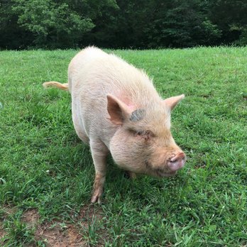 The White Pig Bed & Breakfast - Another happy pig - Bed & Breakfast Near Me - Schuyler, Virginia