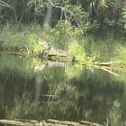 Cameron University - Campus Pond, Alligator (Fred)