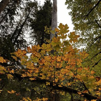 Old Salmon River Trail - Hiking Near Me - Clackamas, Oregon