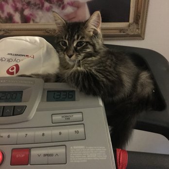 Valley Humane Society - Exercising with Yuumi around.. - Animal Shelters Near Me - Pleasanton, California Valley Humane Society - Exercising with Yuumi around.. - Animal Shelters Near Me - Pleasanton, California