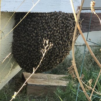 Bee Wranglers - Pest Control Near Me - Riverside, California