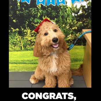 covington petco grooming