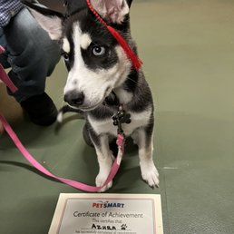 Puppy graduation