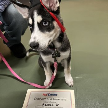 PetSmart - Puppy graduation - Pet Stores Near Me - La Jolla, California PetSmart - Puppy graduation - Pet Stores Near Me - La Jolla, California