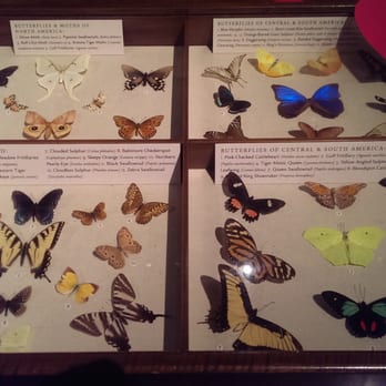 The Walters Art Museum - Butterflies. - Art Museums Near Me - Baltimore, Maryland