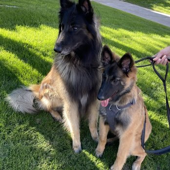 Dream Dogs - Pet Training Near Me - Bermuda Dunes, California Dream Dogs - Pet Training Near Me - Bermuda Dunes, California