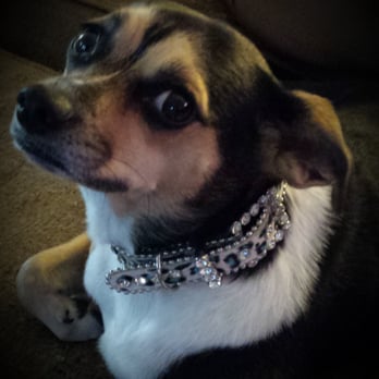 Rocky & Maggie's - Pet Stores Near Me - Houston, Texas Rocky & Maggie's - Pet Stores Near Me - Houston, Texas