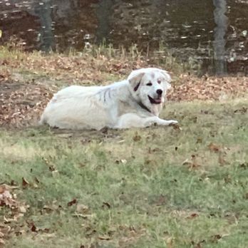 Mobile Mutts Rescue - Animal Shelters Near Me Mobile Mutts Rescue - Animal Shelters Near Me