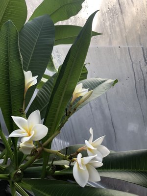 Botanical Garden by null