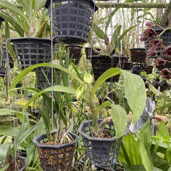 Smiley’s Orchids - Nurseries & Gardening Near Me - Clermont, Florida
