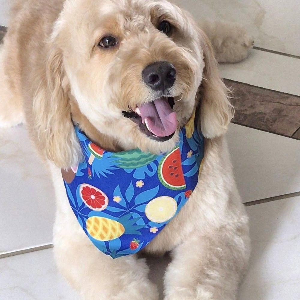 Doglamour - From Instagram @doglamourfl - Pet Groomers Near Me Doglamour - From Instagram @doglamourfl - Pet Groomers Near Me