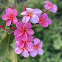 Maui Plumeria Gardens