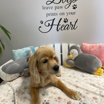 Groomingdale - Hoku my 10 yr old cocker Spaniel ready for Thanksgiving . - Pet Groomers Near Me - Los Angeles, California