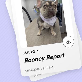 Rooney Groom - They kept me updated on Julio - Pet Groomers Near Me - San Diego, California Rooney Groom - They kept me updated on Julio - Pet Groomers Near Me - San Diego, California