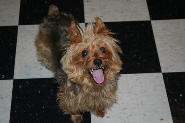 dave's doggy daycare