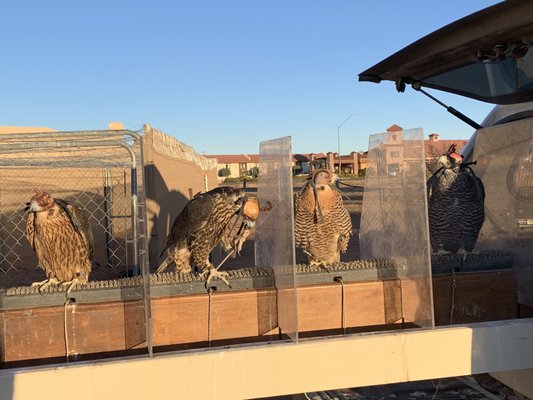 RAPTOR RANCH - Updated September 2024 - 194 Photos & 54 Reviews - 332 S ...