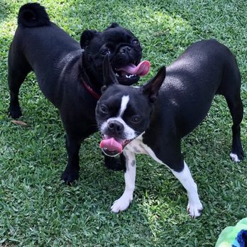 Dogs Go Walkin' - Olive with her buddy at Tracy's - Dog Walkers Near Me