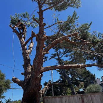 Miller Tree Care - Tree Services Near Me Miller Tree Care - Tree Services Near Me