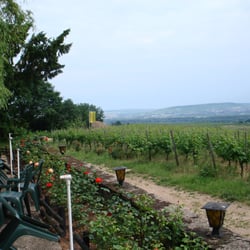 Weingut Rosenhof - Blick über das Rheintal mit dem aus den Weinbergen gerafften Steinhügel "Vinea Lapides"