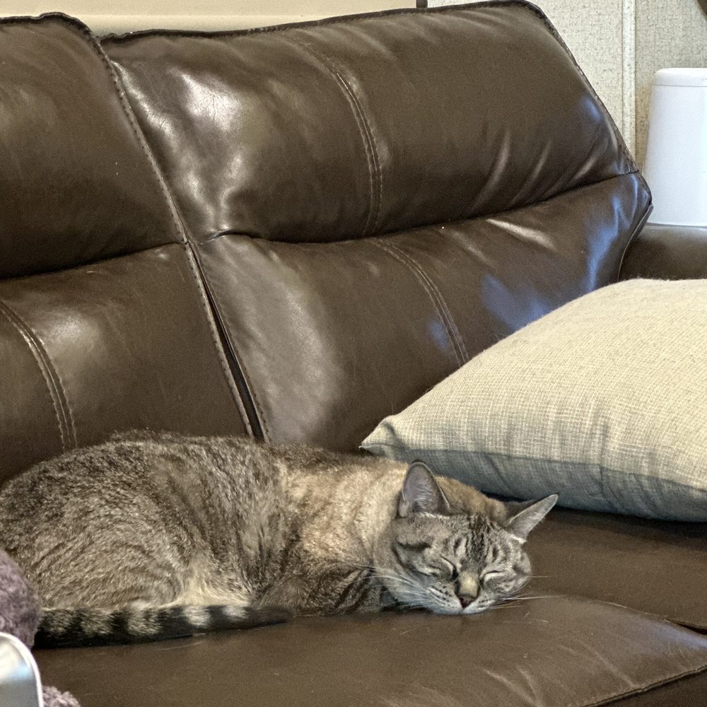 Pet Makeovers - Pet Groomers Near Me - Mesa, Arizona Pet Makeovers - Pet Groomers Near Me - Mesa, Arizona