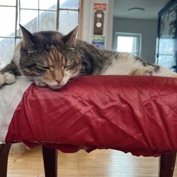 Dinghy Shop - Nice cats