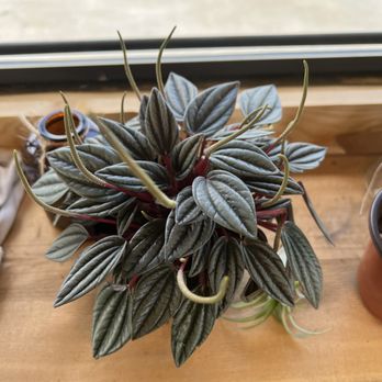 Wild Roots Boutique - Nurseries & Gardening Near Me - Columbia, Tennessee Wild Roots Boutique - Nurseries & Gardening Near Me - Columbia, Tennessee