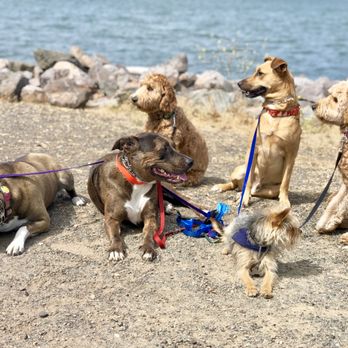 The Dandy Dogwalker - Alameda - Logan, Phobos, Hazel, Hank, Liam, Maizie on Bay Farm Island, Alameda CA - Dog Walkers Near Me The Dandy Dogwalker - Alameda - Logan, Phobos, Hazel, Hank, Liam, Maizie on Bay Farm Island, Alameda CA - Dog Walkers Near Me