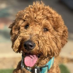 Pig & Rose Doggy Daycare and Boarding - Goldendoodle, Dodger