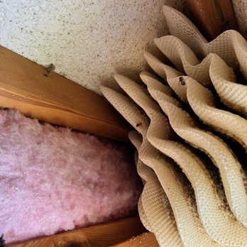 The Beekeeper Total Bee Control - Some of the honeycomb. The picture doesn't do it justice. - Pest Control Near Me The Beekeeper Total Bee Control - Some of the honeycomb. The picture doesn't do it justice. - Pest Control Near Me