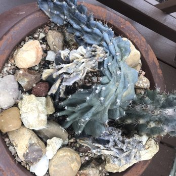 Texas Native Landscape - Landscaping Near Me - New Braunfels, Texas