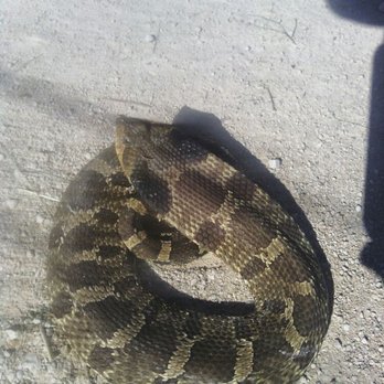 C&L Pest Control - That was in my yard! - Pest Control Near Me