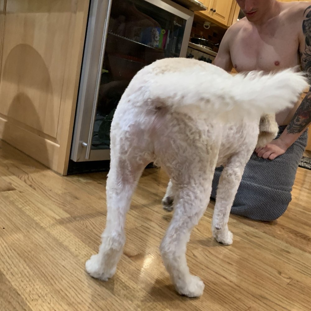 Dog Gone Gorgeous - Shaved his back side to the skin... has done before to the point where he couldn't even sit down & was crying in pain - Pet Groomers Near Me - Canton, Massachusetts Dog Gone Gorgeous - Shaved his back side to the skin... has done before to the point where he couldn't even sit down & was crying in pain - Pet Groomers Near Me - Canton, Massachusetts