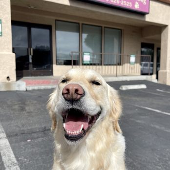 Canine Design Midtown - Sloan's feeling so cute after her haircut! - Pet Groomers Near Me - Reno, Nevada