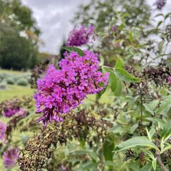 Lavender Fields at Tantivy Farm - Pretty flower