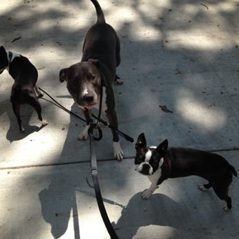 Pup Strut - Dog Walkers Near Me Pup Strut - Dog Walkers Near Me