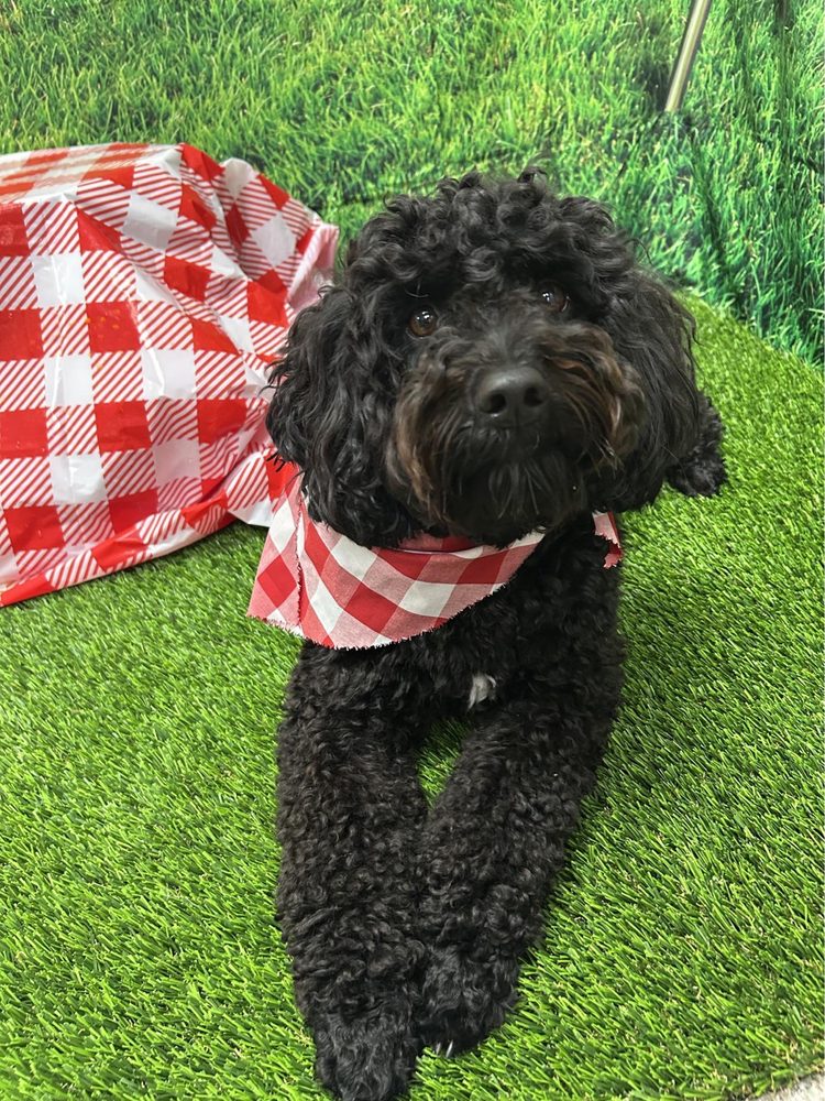 The Bark Park Pet Resort and Daycare - pet boarding facility in Rocklin, CA