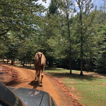 Cherokee Trace Drive Thru Safari - Parks Near Me - Jacksonville, Texas
