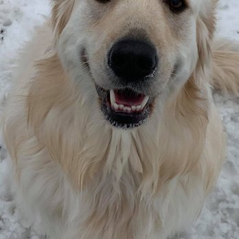 no worries pet resort and spa