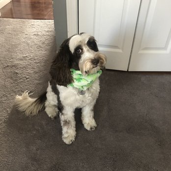 The Pet Barber - Just back from the Pet Barber - Pet Services Near Me - Sutton, Massachusetts