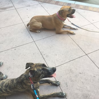 K9 Logic Dog Training - This is Hazel just hanging out with a dog that she was just lunging and barking at 5 mins before! Amazing! - Pet Training Near Me - Glendale, California K9 Logic Dog Training - This is Hazel just hanging out with a dog that she was just lunging and barking at 5 mins before! Amazing! - Pet Training Near Me - Glendale, California