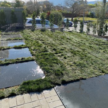 Monarch Gardens - a patch of grass in the middle of a driveway - Landscape Architects or Designers Near Me - San Rafael, California Monarch Gardens - a patch of grass in the middle of a driveway - Landscape Architects or Designers Near Me - San Rafael, California
