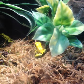 East Bay Vivarium - Such a cute poison dart frog! - Reptile Shops Near Me - Berkeley, California East Bay Vivarium - Such a cute poison dart frog! - Reptile Shops Near Me - Berkeley, California