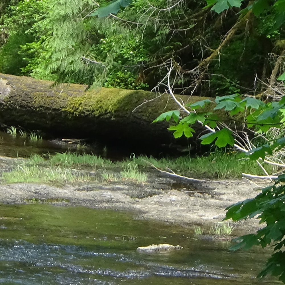 Eagle Fern Park - Nature (#2) - Parks Near Me - Eagle Creek, Oregon