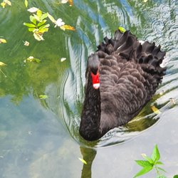 Bibermühle - Schwan im Fluss nebenan