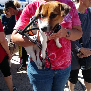 Bellmore Carnival - Dog adoptions - Festivals Near Me - Bellmore, New York Bellmore Carnival - Dog adoptions - Festivals Near Me - Bellmore, New York