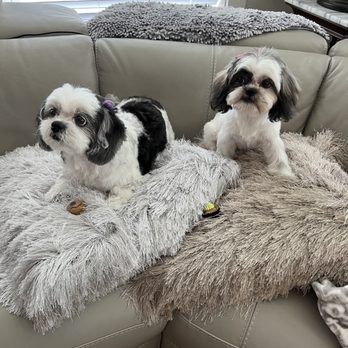 Wagabonz - Pet Groomers Near Me - Galveston, Texas