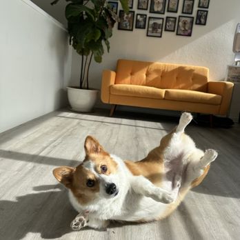 Butter Paws - My silly freshly groomed doggo - Pet Groomers Near Me - Huntington Beach, California Butter Paws - My silly freshly groomed doggo - Pet Groomers Near Me - Huntington Beach, California