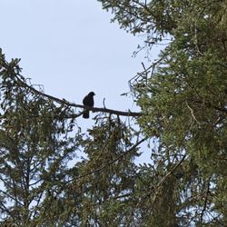 Honey Bear by the Sea RV Resort and Campground - Friendly Crow