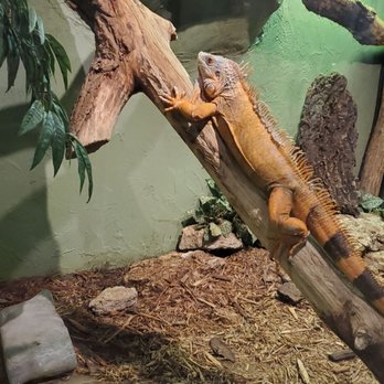 Reptilia - Zoos Near Me - Concord, Ontario Reptilia - Zoos Near Me - Concord, Ontario