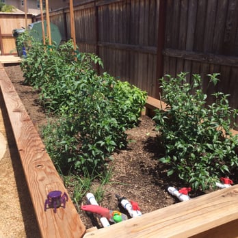 Mountain Meadow Mushrooms - Thai peppers are fruiting. - Specialty Food Near Me - Escondido, California Mountain Meadow Mushrooms - Thai peppers are fruiting. - Specialty Food Near Me - Escondido, California